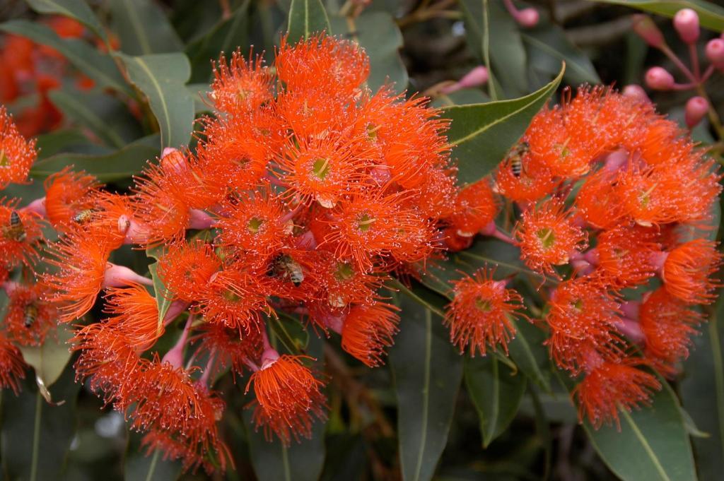 Ficifolia alojamiento Parndana Exterior foto